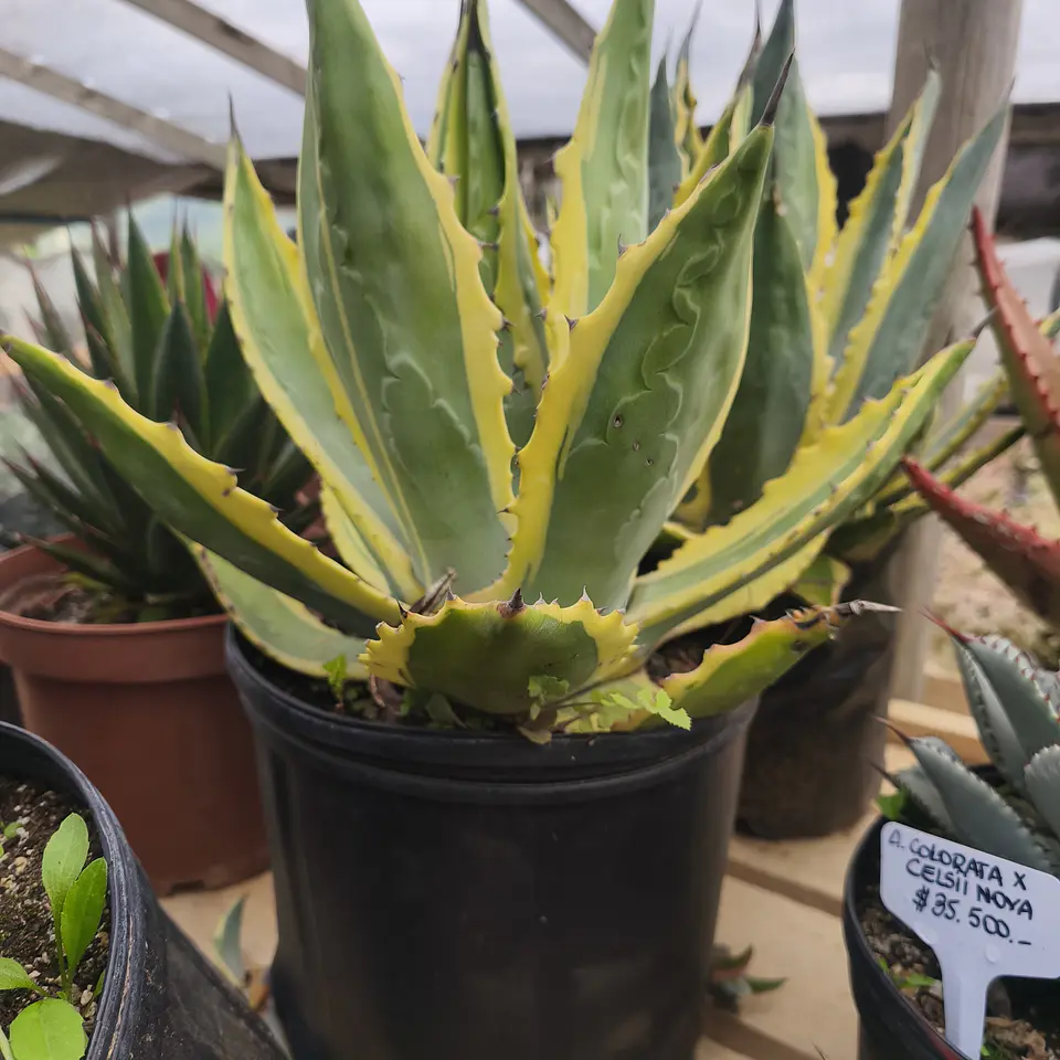 Agave Americano Variegado  2