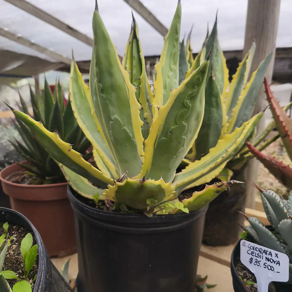 Agave Americano Variegado  3