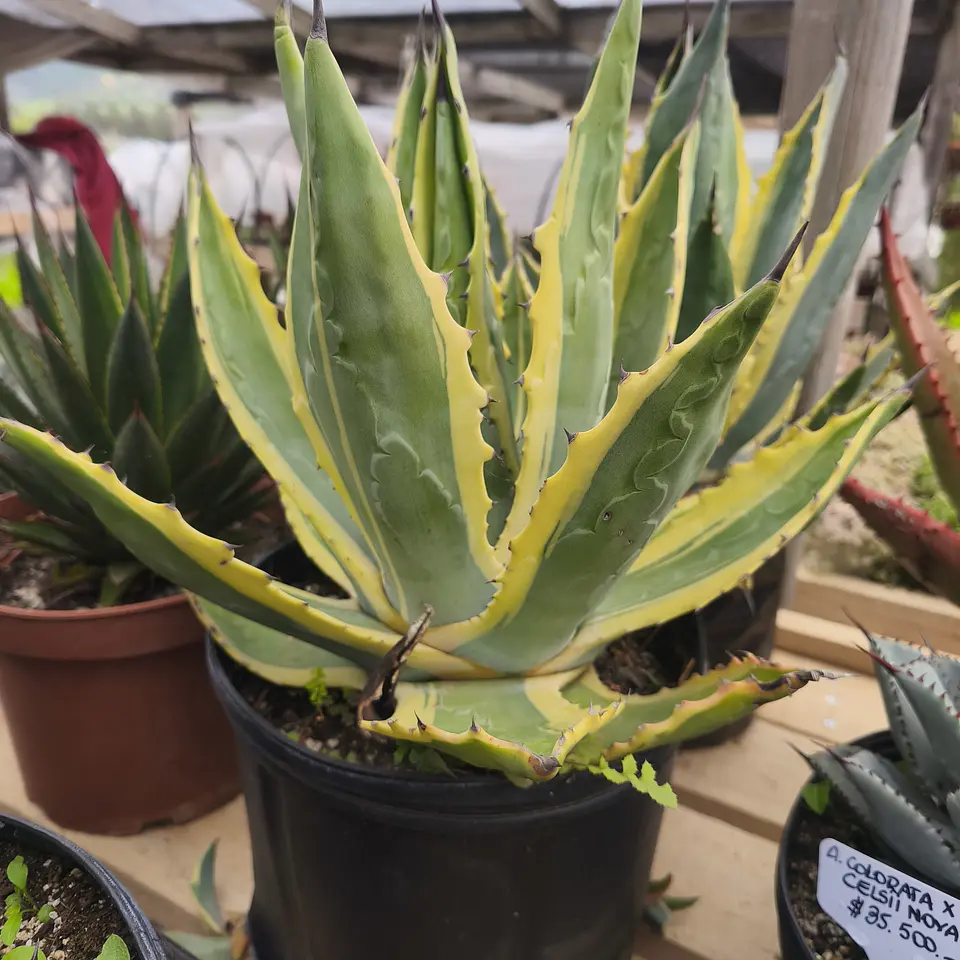 Agave Americano Variegado  4