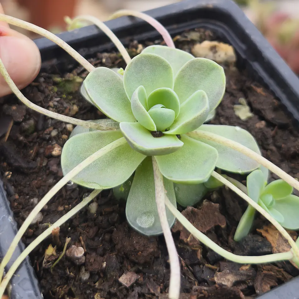 Orostachy Boehmeri keiko  2