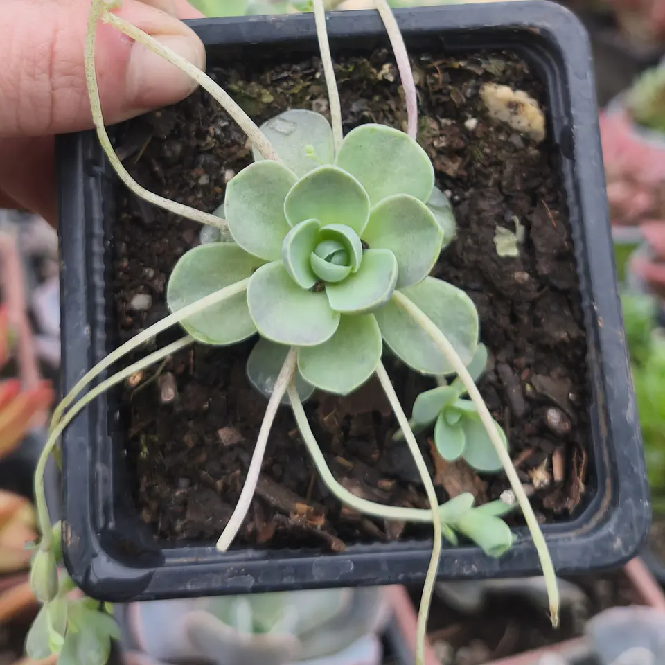 Orostachy Boehmeri keiko  3