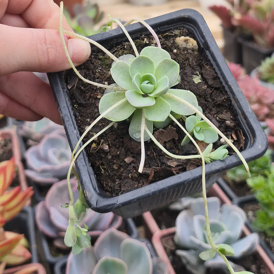Orostachy Boehmeri keiko  4