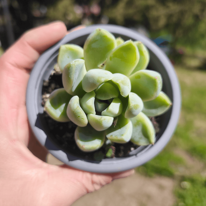 Echeveria Albida 3