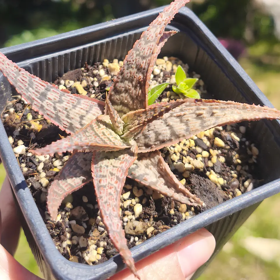 Aloe Goby  1