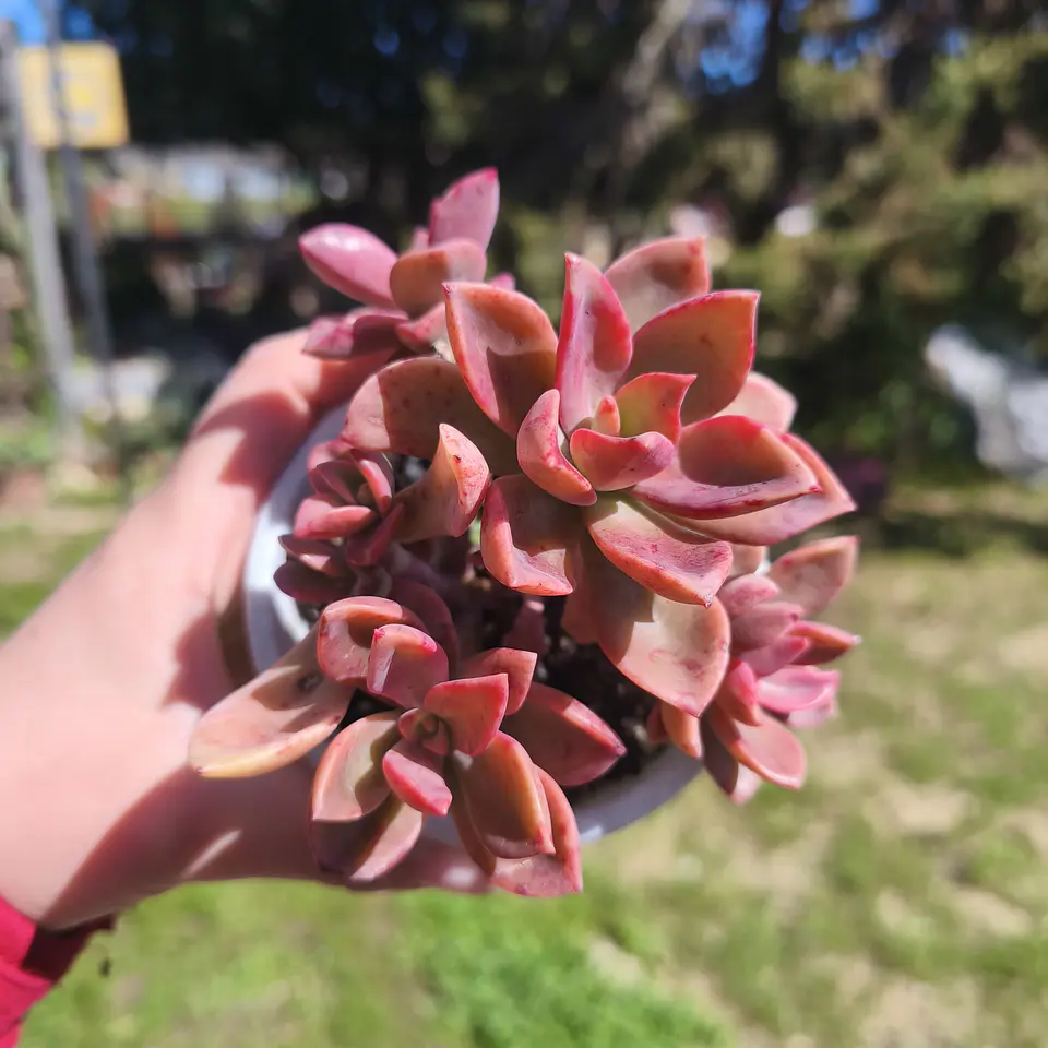 Graptoveria Fenix 1