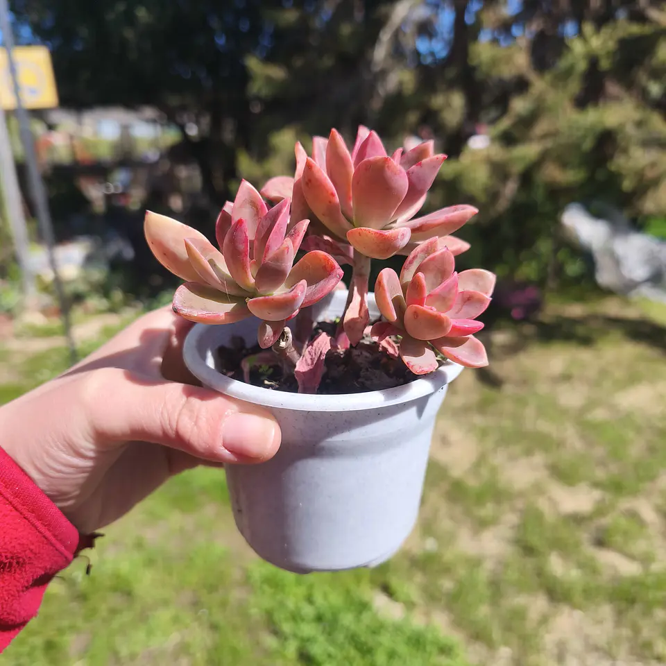 Graptoveria Fenix 2