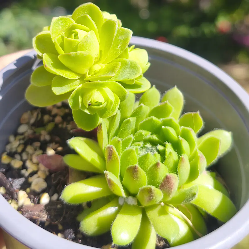 DUO: greenovia drodentalis + sempervivum montanum  1