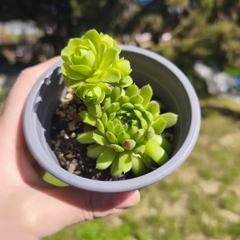 DUO: greenovia drodentalis + sempervivum montanum  2