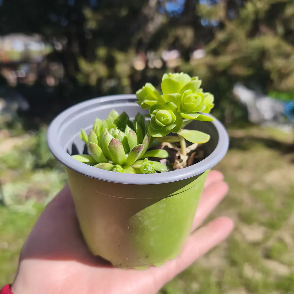 DUO: greenovia drodentalis + sempervivum montanum  3