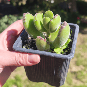 Cotyledon Tomentosa (Garrita de oso)