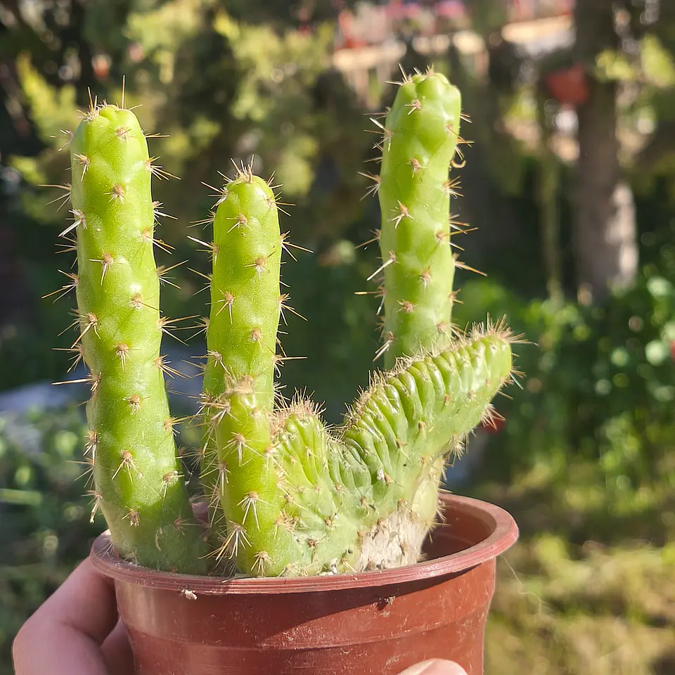 Opuntia subulata cristata  1