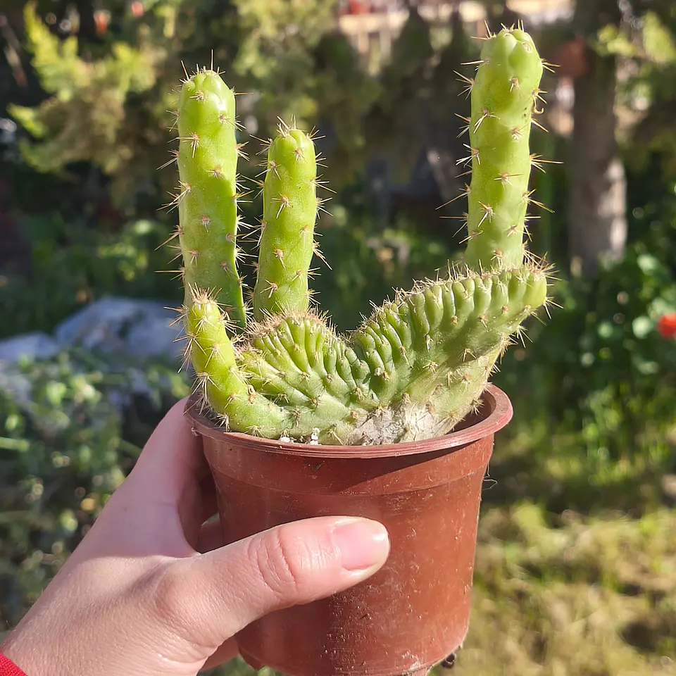 Opuntia subulata cristata  2