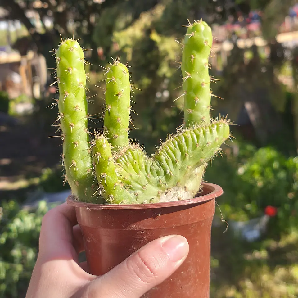 Opuntia subulata cristata  3