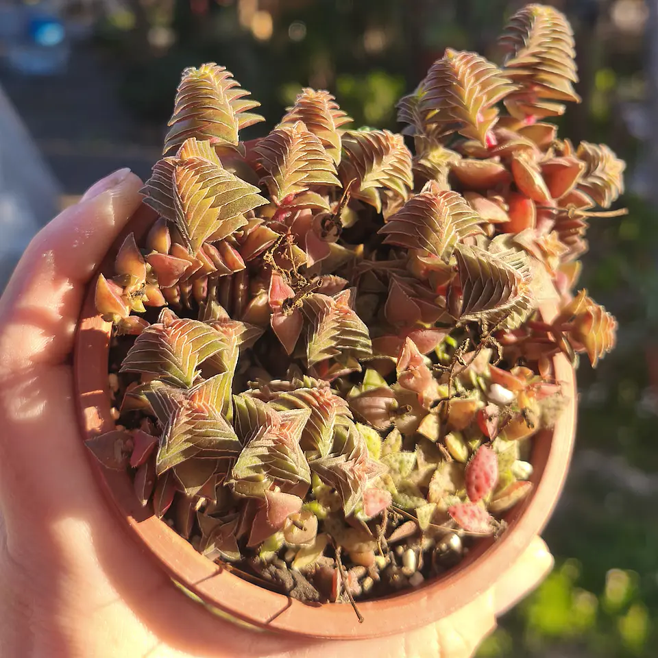 Crassula Capitella Thyrsiflora 1