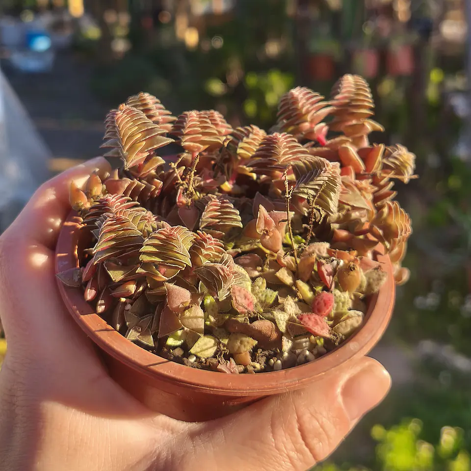 Crassula Capitella Thyrsiflora 2