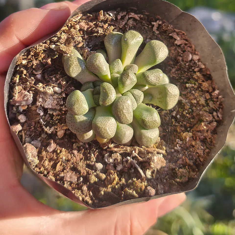 Aloinopsis Schoonesi  2