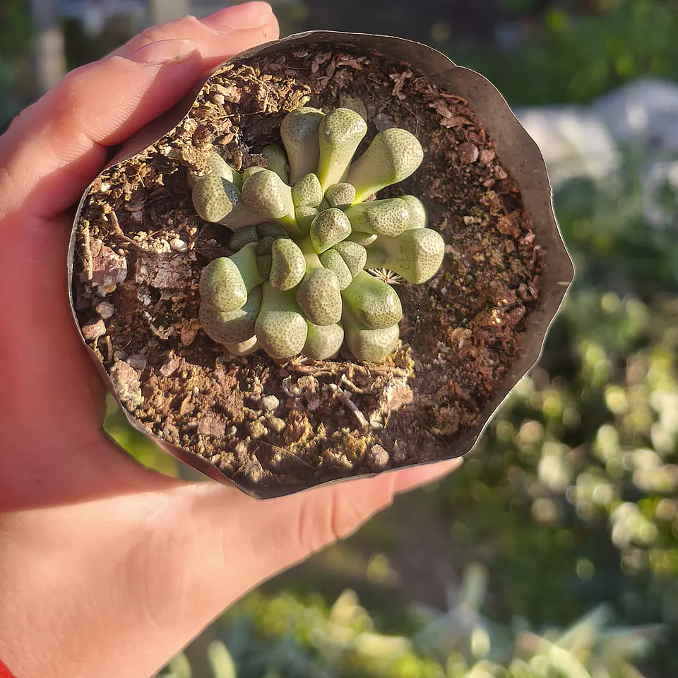 Aloinopsis Schoonesi  3