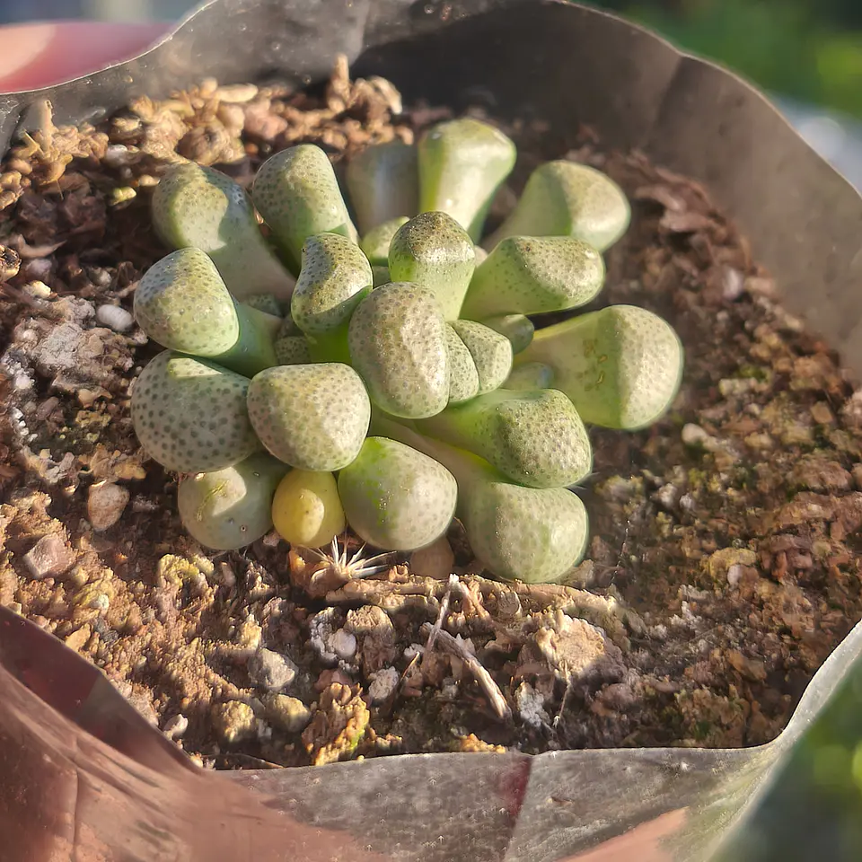 Aloinopsis Schoonesi  1
