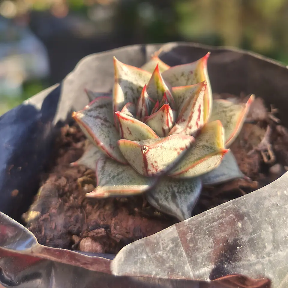 Echeveria Purpusorum 1