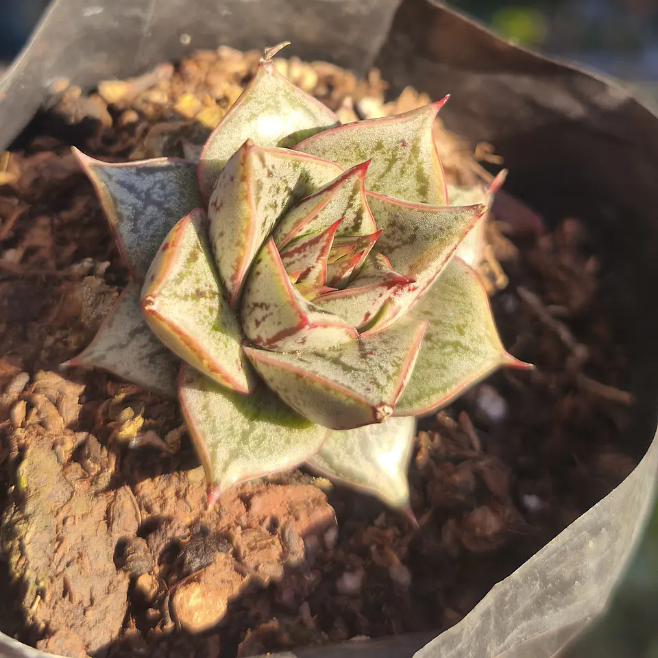 Echeveria Purpusorum 2