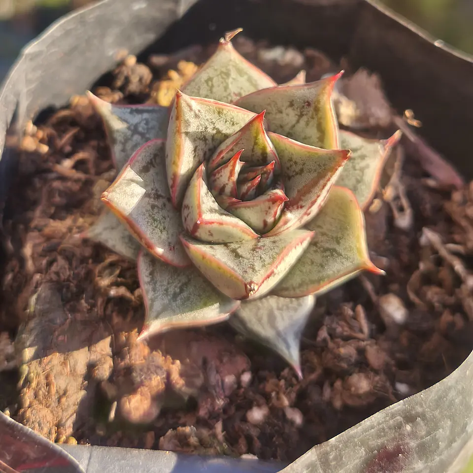 Echeveria Purpusorum 3