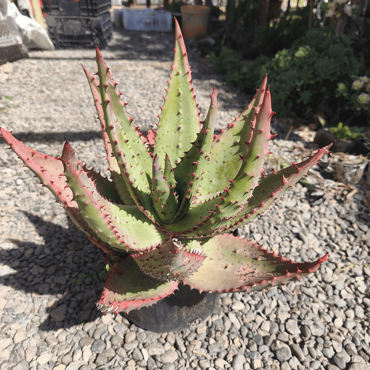 Aloe Ferox  4