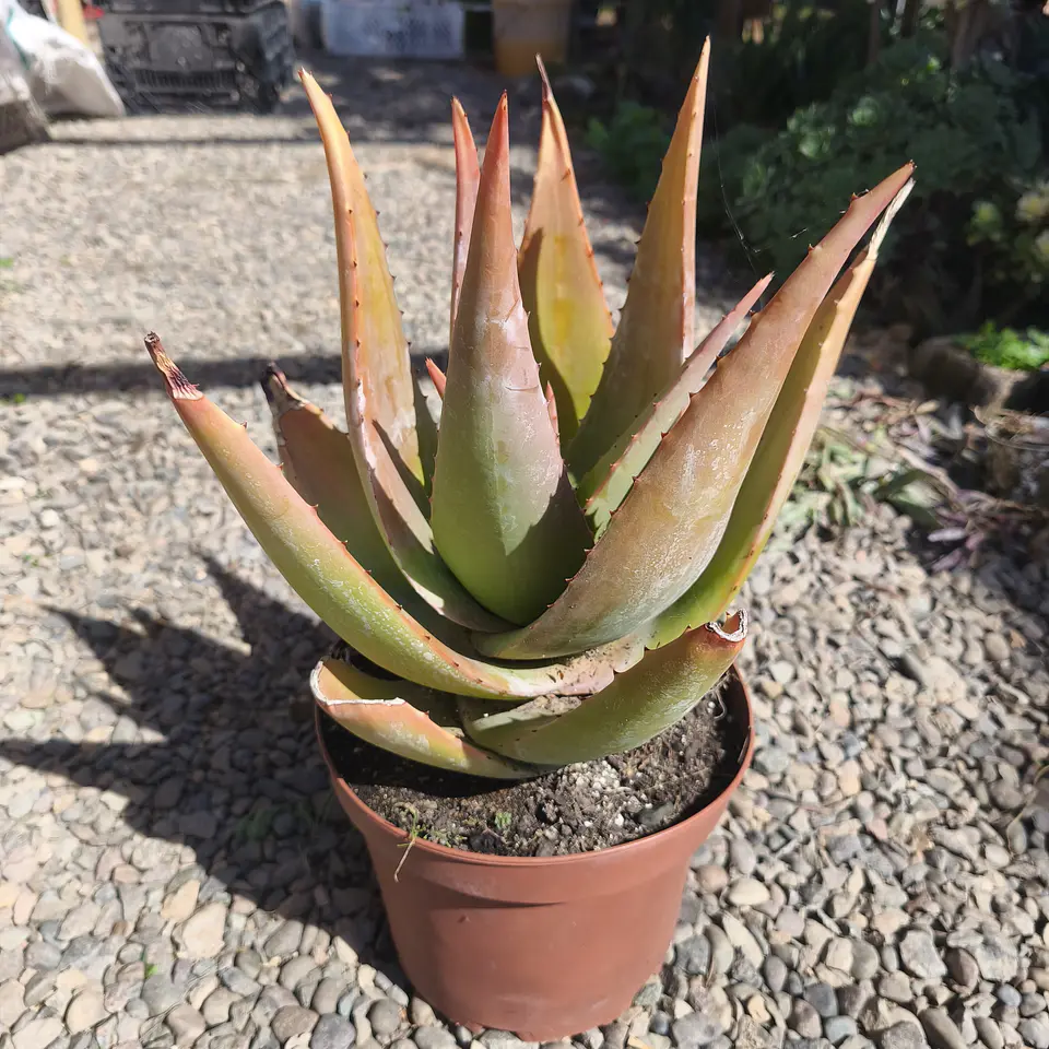 Aloe Tomentosa  4