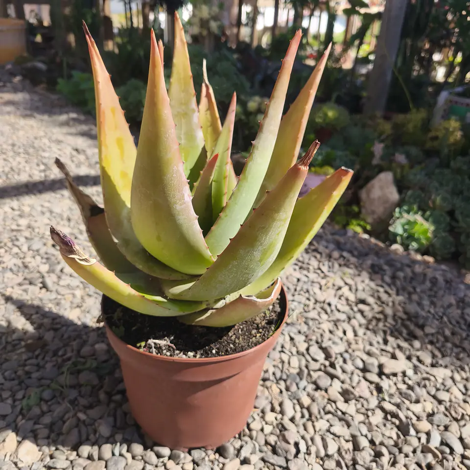 Aloe Tomentosa  1