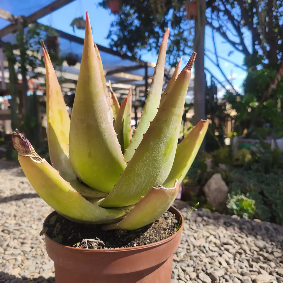 Aloe Tomentosa  2