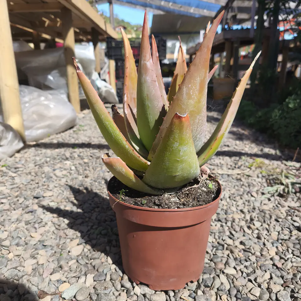 Aloe Tomentosa  3