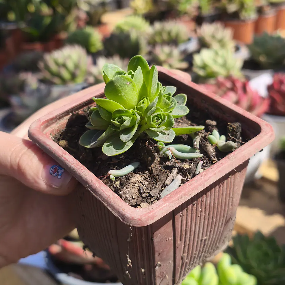 Greenovia Dodrentalis 1