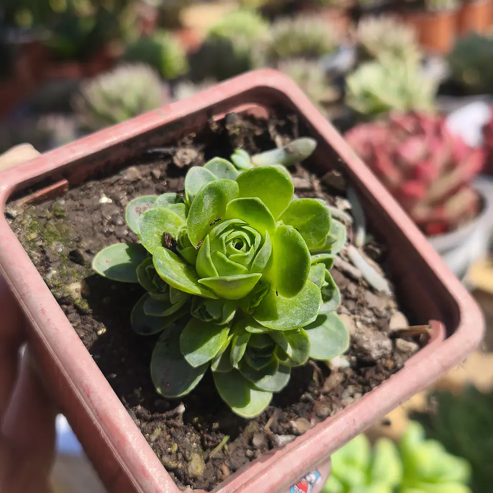Greenovia Dodrentalis 2