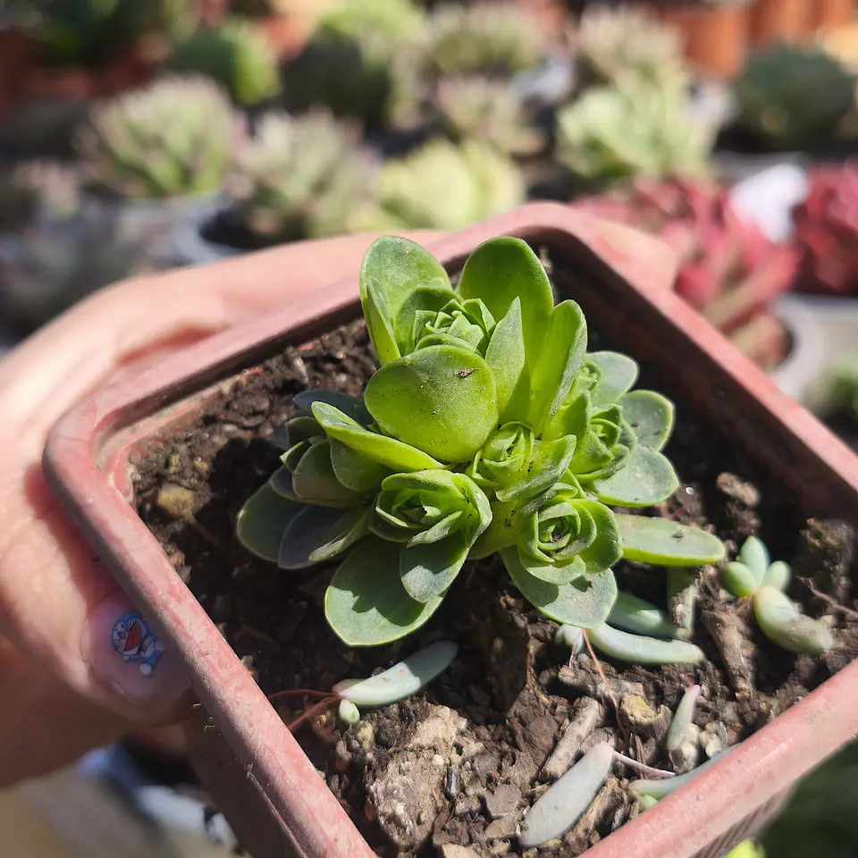 Greenovia Dodrentalis 3