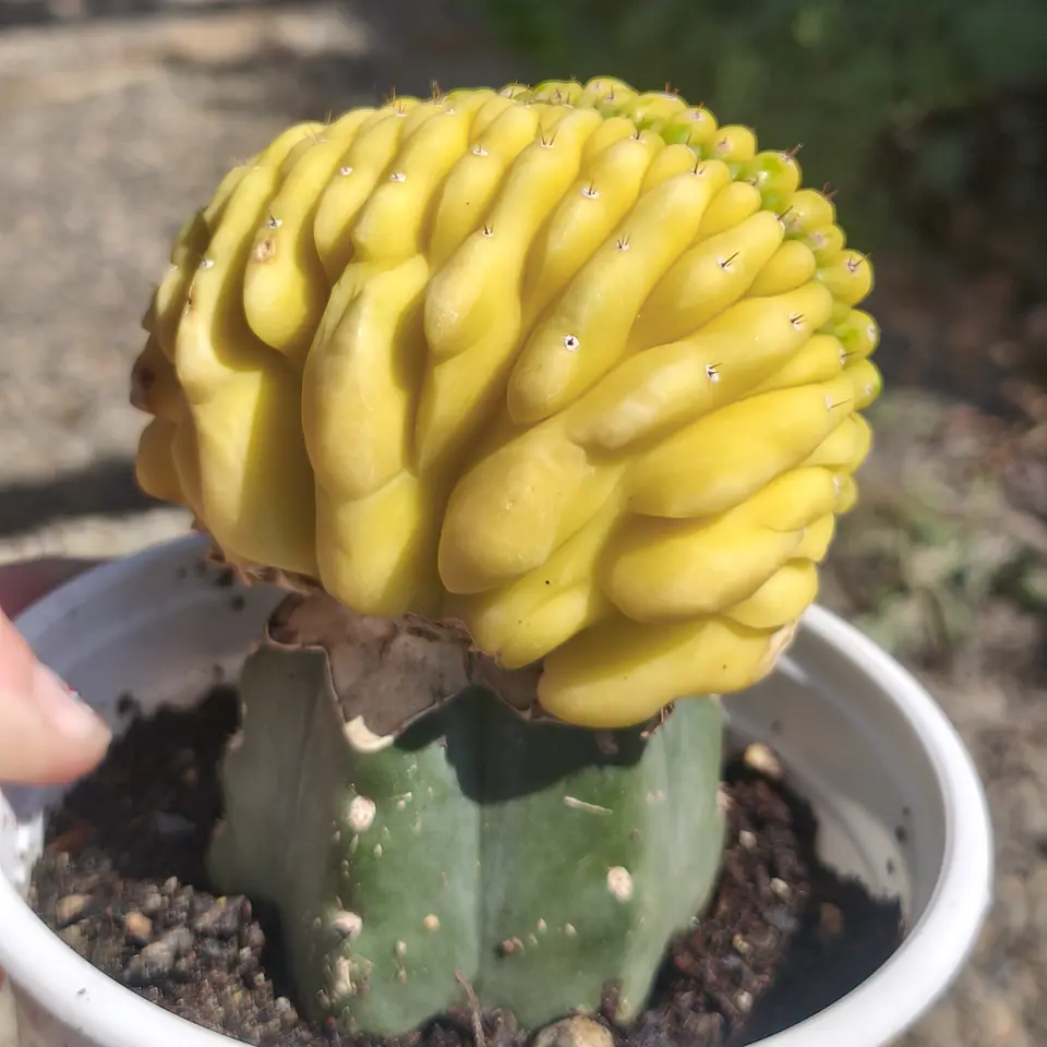 Echinopsis pachanoi crestado Variegado (San Pedro crestado Variegado) 1