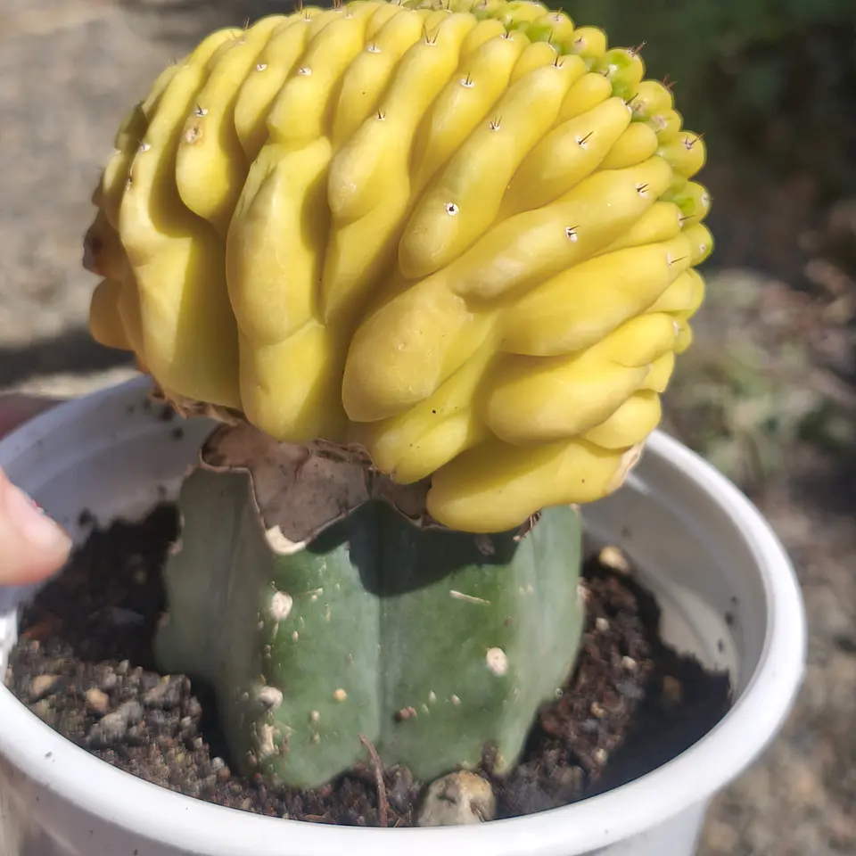 Echinopsis pachanoi crestado Variegado (San Pedro crestado Variegado) 2
