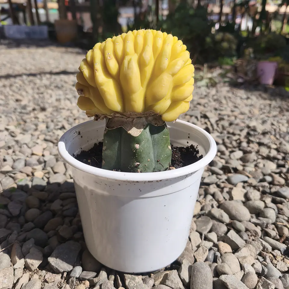 Echinopsis pachanoi crestado Variegado (San Pedro crestado Variegado) 3