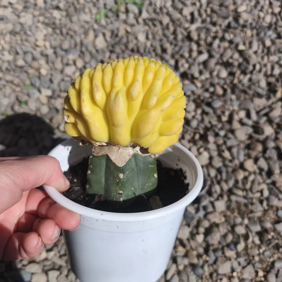Echinopsis pachanoi crestado Variegado (San Pedro crestado Variegado) 4