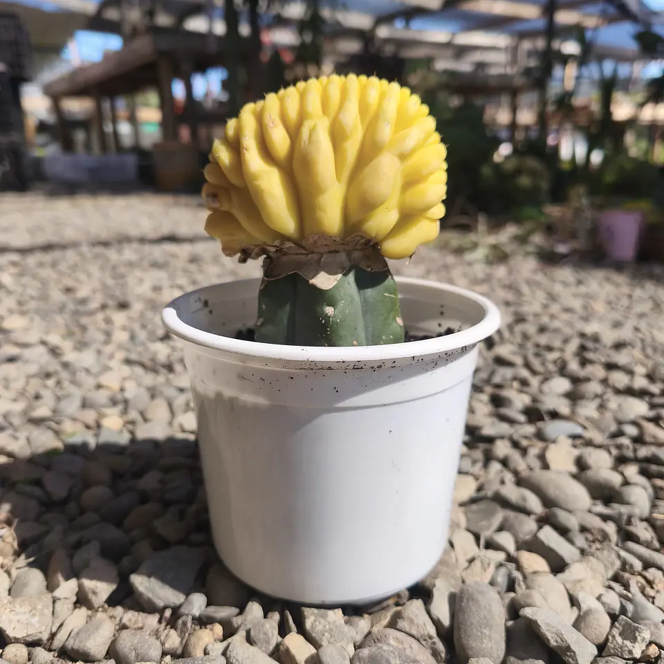 Echinopsis pachanoi crestado Variegado (San Pedro crestado Variegado) 5