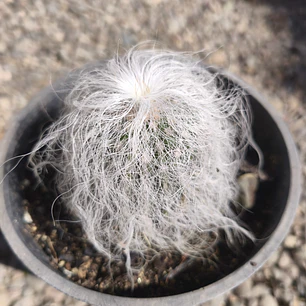Cephalocereus senilis (Cactus viejito) (Cactus abuelo)