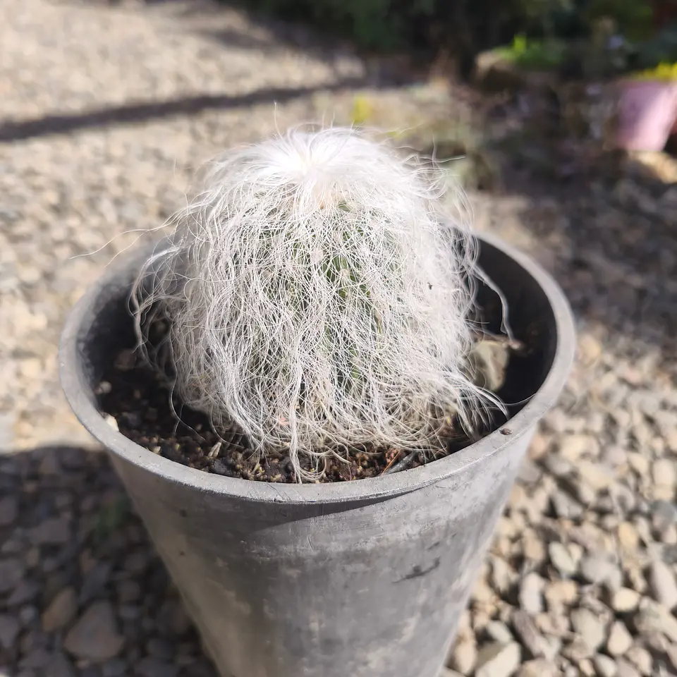 Cephalocereus senilis (Cactus viejito) (Cactus abuelo) 3