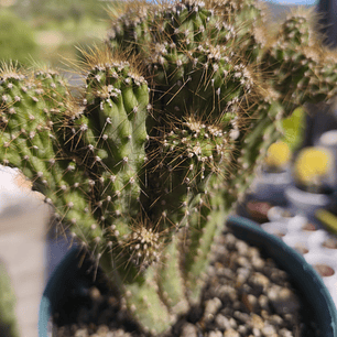 Cereus crestado 