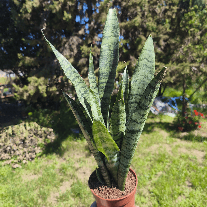 Sansevieria Zeylanica  3