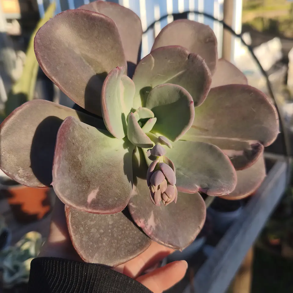 Echeveria Berserk Variegada 1