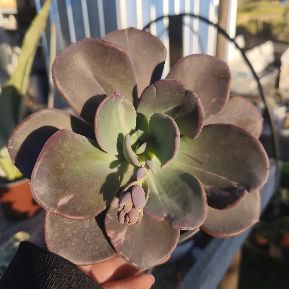 Echeveria Berserk Variegada 2