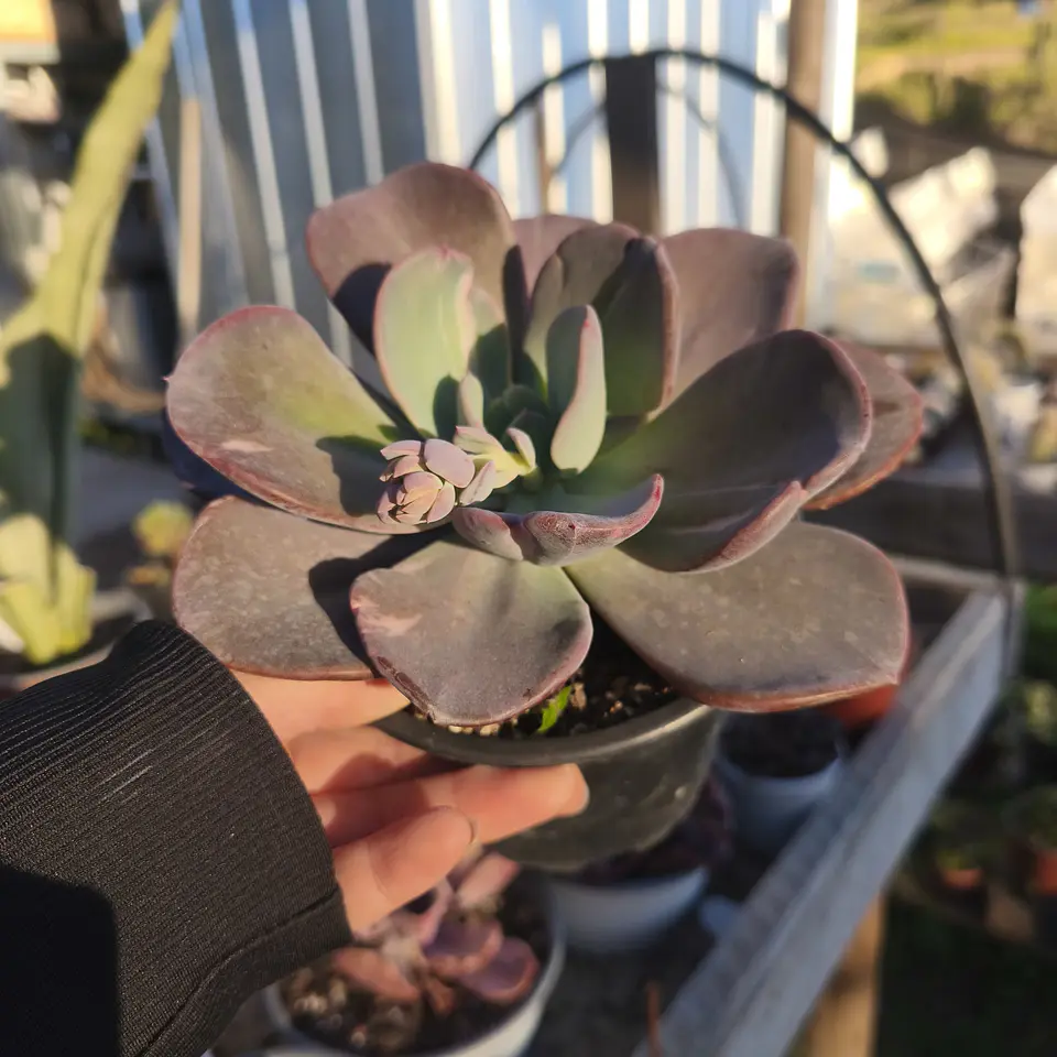 Echeveria Berserk Variegada 3