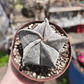 Astrophytum Myriostigma - Miniatura 6