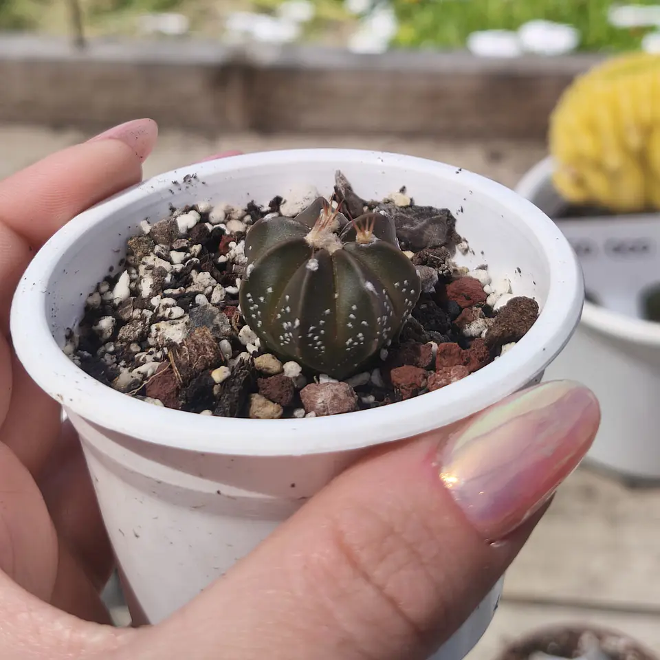 Astrophytum asterias 2