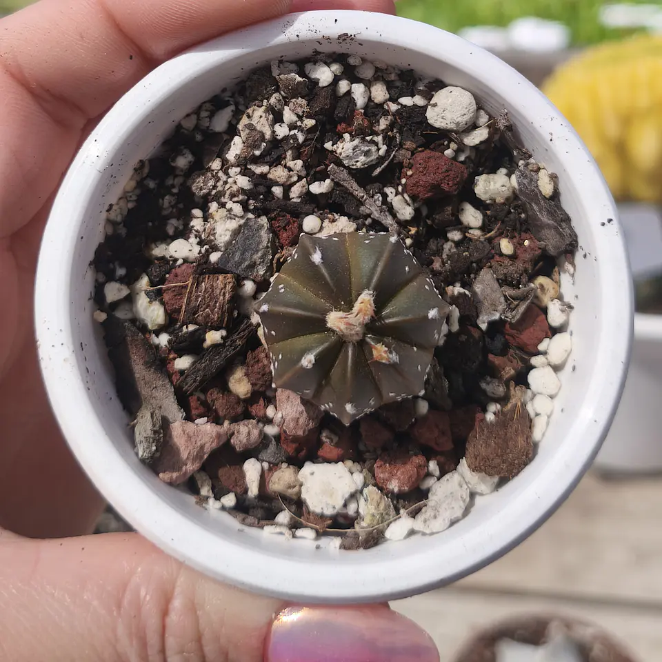 Astrophytum asterias 3