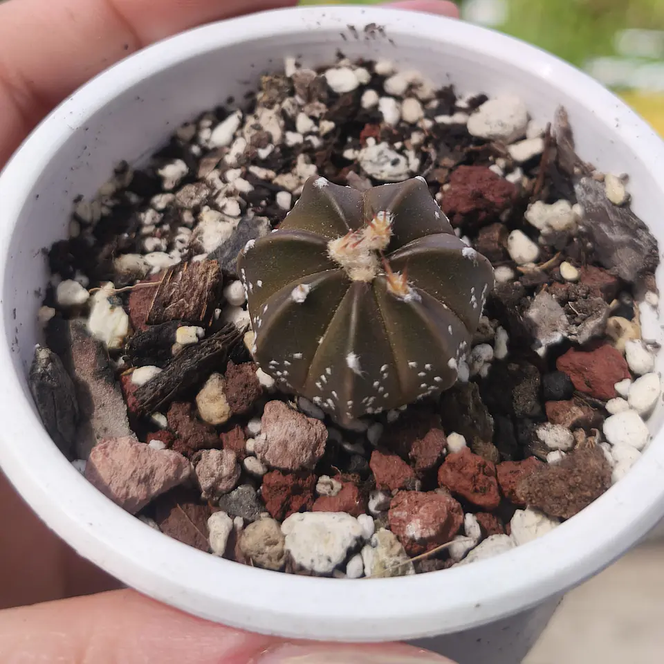 Astrophytum asterias 1
