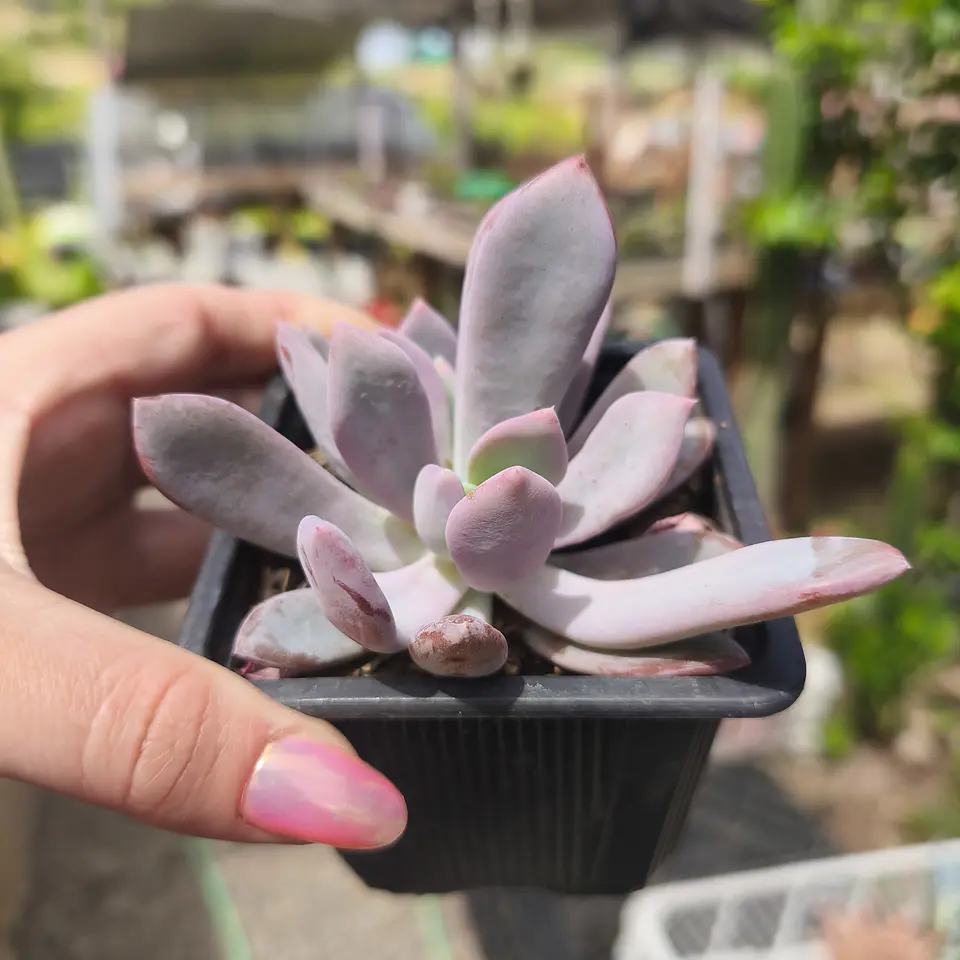 Pachyveria Morning Dream 1